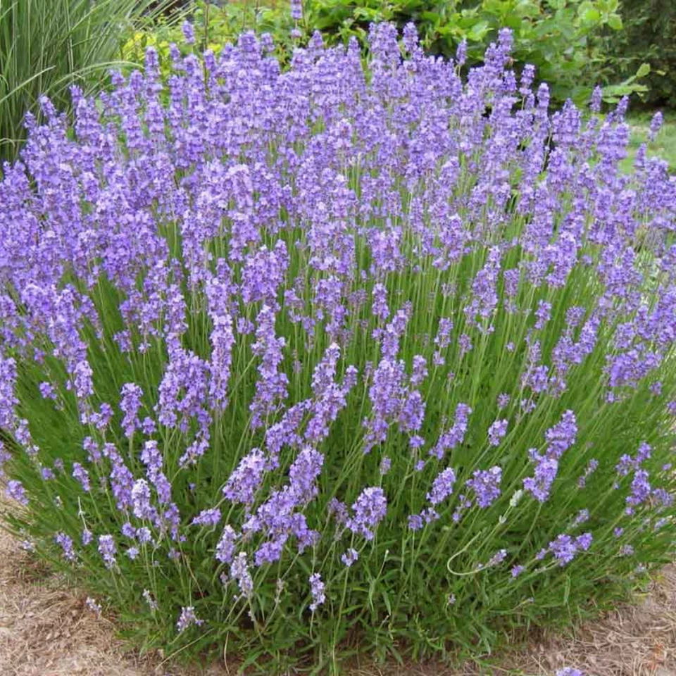 SEMENTI SEMI DI LAVANDA PIANTA ERBA AROMATICA OFFICINALE PERENNE PER ORTO - Immagine 1 di 3