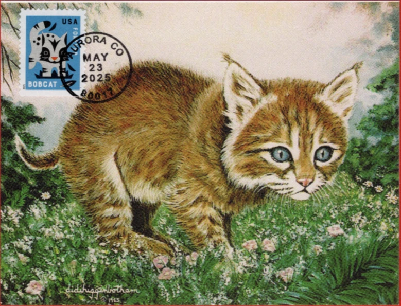 Baby Wild Animals:   Bobcat Postcard First Day Cover, Maximum Card - Image 1 of 1