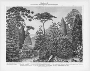 1905 CONOS DE CONÍFERAS GRABADO ILUSTRACIÓN IMPRESIÓN 4 piezas DESPLEGABLE - Imagen 1 de 4
