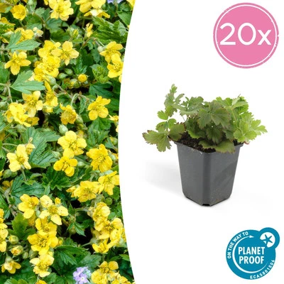 20 x fragola d'oro Waldsteinia ternata ↕10-25 cm Ø9 cm - giallo a tre foglie - Immagine 1 di 4