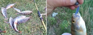 Meredith Mad Wag incredible swimming Wobblers Swimbait - Foto 1 di 12