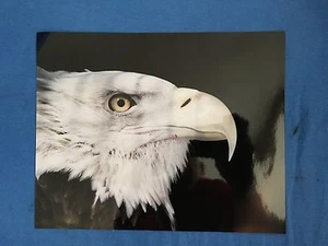 Majestuosa fotografía de un águila calva americana estampada de 8""x10"" - Freedom Liberty EE. UU. - Imagen 1 de 4