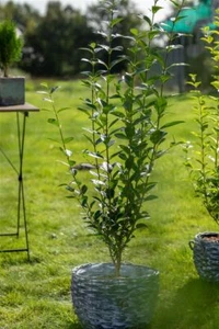 Ligustrum ovalifolium, Ovalblättriger Liguster, 80–100 cm - Bild 1 von 9