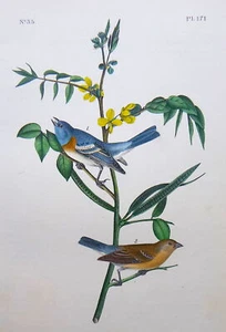 Audubon 1st ed Octavo LAZULI FINCH Birds of America 1840 original lithograph - Picture 1 of 1