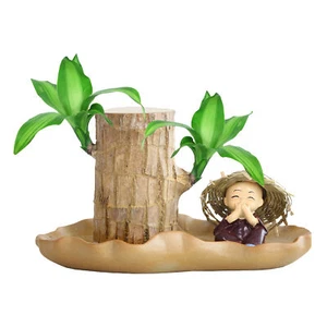 Potted Plant Indoor Brazilian Wood Small Desktop Plant Sprouting Lucky Wood - Picture 1 of 10