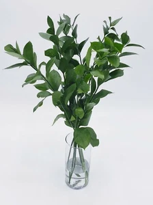 FRESH AND NATURAL ISRAELI RUSCUS - Picture 1 of 1