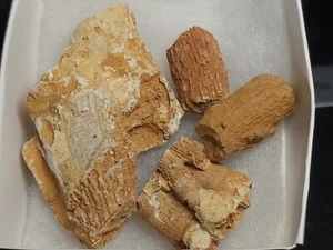 Crinoid Fossils x4 Specimen from old collection (43.2 gr) - Picture 1 of 2