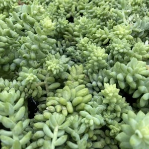 Sedum burrito 'Burro's Tail, Donkey Tail' Succulent Plants, 3 Cuttings - Picture 1 of 3