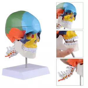 Modello testa teschio in PVC colore umano con vertebra cervicale modello insegnamento anatomico - Foto 1 di 12