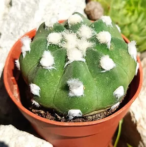 Echinopsis subdenudata rare Cactus cacti cacteen succulent live plant free gift - Picture 1 of 5