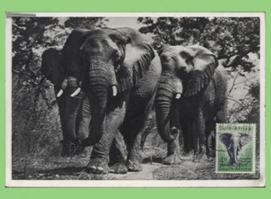 South Africa 1958 4d Elephant on Photographic postcard - Picture 1 of 1