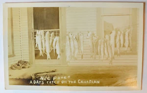Fishing Canadian River Days Catch String of Fish Photo Postcard RPPC - Picture 1 of 2