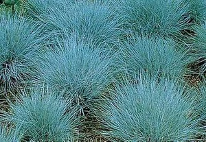 Ornamental Grass Seed - Festuca Fescue Valesiaca Glaucantha Seeds - Picture 1 of 1