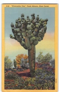 Cartolina anteguerra Arizona, Saguaro Cactus "Angurie" anni '30 AZ -BP - Foto 1 di 4