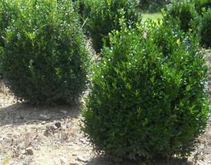 Common Boxwood- 8 Cuttings (Buxus sempervirens)  shrub hedge  - Tasmanian Grown