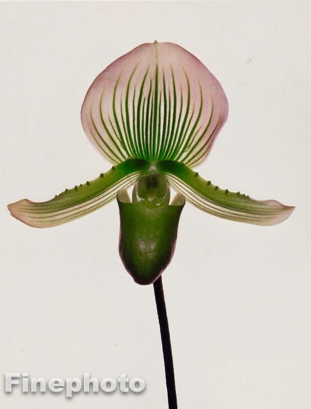 1980 年复古 IRVING PENN 植物花兰花 KROMEKOTE 照片雕刻 — 第 1/1 张图片