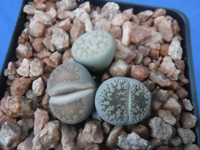 Lithops MEZCLA 3 plantas exóticas inusuales suculentas macetas de 3,25" piedras vivas mesembs Foto 1 de 4