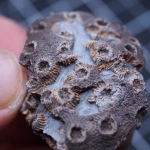 21gr.  Fossil Rugose Coral Phillipsastrea ananas Devonian 47 - Picture 1 of 7