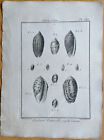 Lamarck/Bernard Original Kupferstich Muscheln Folio Tafel 363 - 1782