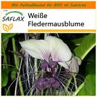 SAFLAX Garden in the Bag - Biały kwiat nietoperza - Tacca - 10 nasion