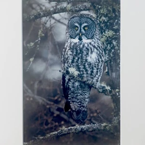 Benjamin Olson Schneeeule Kunstdruck Tierwelt Natur Fotografie Florida Künstler - Bild 1 von 3