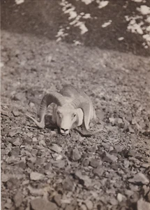 1926 Press Photo Ovis Poli from Theodore Roosevelt & Kermit Roosevelt Expedition - Picture 1 of 2