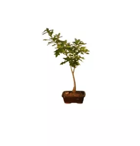 Pin Oak Bonsai Tree 15" Tall Quercus Palustris Outdoor Deciduous Live Plant - Picture 1 of 2