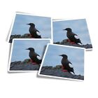 4x Vinyl Stickers Black Guillemot Sea Bird Nature #50275