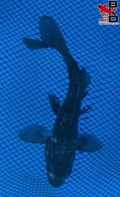 Estanque de jardín de peces koi vivos KUMONRYU 5" 10/26 Foto 1 de 4