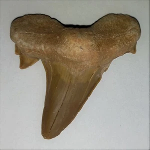 grande dente di squalo pietrificato Cretolamna 5 cm dente di squalo fossile Shark Tooth Fossil H - Foto 1 di 2