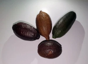 FINGER LIME FRUITS CAVIALE DI LIMONE - 4 confezioni da almeno 50g cad. - Foto 1 di 4