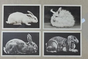 HASE CONIGLIO - LOT 4 POSTKARTEN - C69-192 - Bild 1 von 1