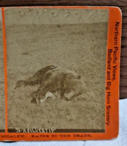 30. L.A. HUFFMAN A SILVERTIP GRIZZLY BEAR STEREOVIEW N. 73 - Foto 1 di 3