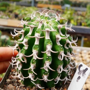 5cm 1PCS Live Euphorbia Columnaris Beautiful Garden Outdoor Rare Planting - Picture 1 of 9