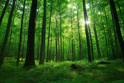 Canvas Art The Sun On Green Trees Forest Wall Picture Poster Print - Image 1 of 4