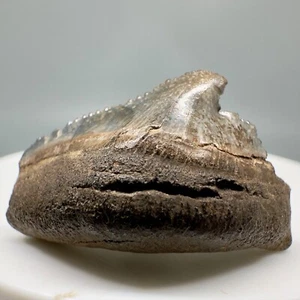 Very Cool Deformed posterior 1.21" Fossil MEGALODON Shark Tooth - USA - Picture 1 of 7