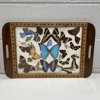 VINTAGE RETRO Carlos Zipperer Butterfly Wing Brazil Tray Taxidermy Wooden Art • 15.41€