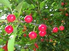 British Columbia Early Richmond Cherry Tree Seeds - High Yielding Juicy Cherries