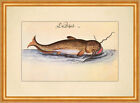 Ein Scheid Flusswels Süßwasserfisch Raubfisch Leonhardt Baldner 065 Gerahmt