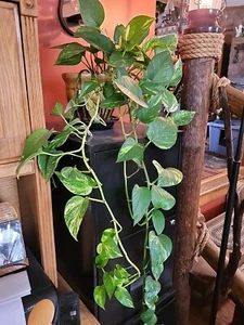 UNROOTED Golden Pothos PLANT CUTTING x2 Nodes with Leaf - Picture 1 of 3