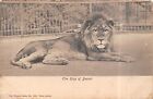 POSTCARD    ANIMALS   LION  The  King of  Beasts