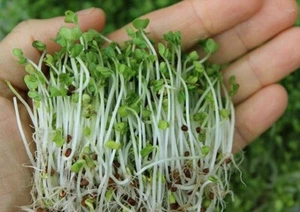 Broccoli (Seeds For Sprouting) 1250+ Seeds (Brassica) Instructions Included x - Picture 1 of 5