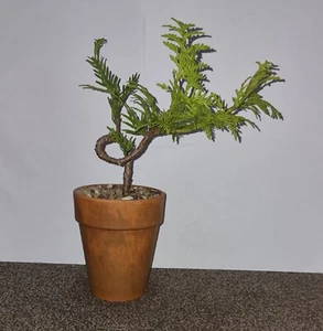 large outdoor bonsai trees - Picture 1 of 2