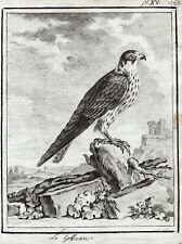 Falke faucon falcon birds Vögel Vogel oiseaux drawing Zeichnung dessin 1780
