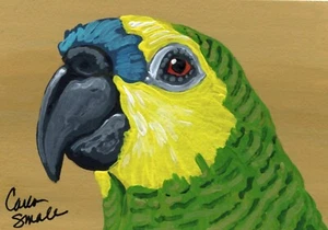 Pintura Miniatura Original ACEO ATC Frente Azul Arte Loro Amazonas -C. Pequeño - Imagen 1 de 2