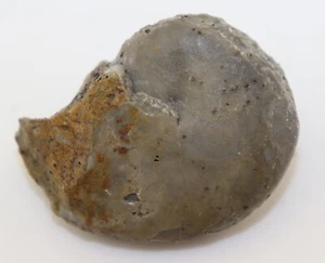 Goniatit, Phoenixites frechi, Devon, Givet, Frettermühle, Deutschland -L317 - Bild 1 von 7