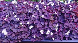 20 x Oxalis Triangularis SEEDS Purple Shamrock Summer Flowering Perennial - Picture 1 of 1