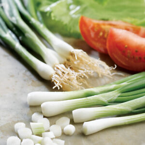 Suttons Salad Spring Onion Seeds White Lisbon Vegetable Seed Approx 550 Seeds