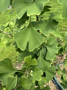 Ginkgo Tree Seedling โ 3โ6โ Baby Tree for Garden, Bonsai, or Classroom - Picture 1 of 9