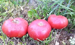 10 seltene Tomatensamen TAPS heirloom tomato seeds met.bio - Bild 1 von 4